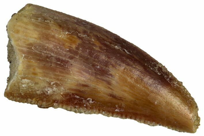Serrated Raptor Tooth - Real Dinosaur Tooth #300907